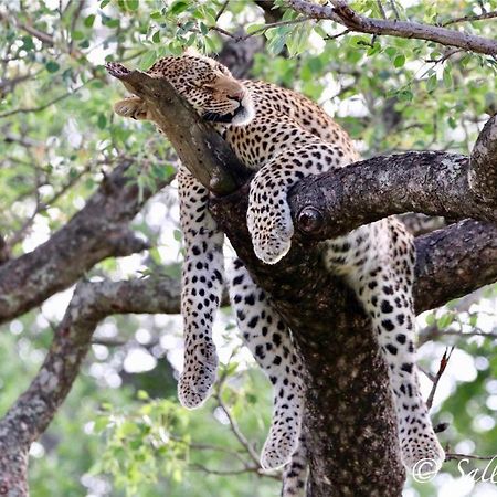 Willa Pungwe Safari Camp Manyeleti Game Reserve Zewnętrze zdjęcie