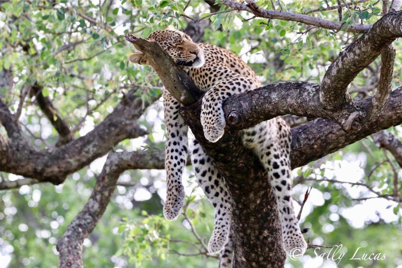 Willa Pungwe Safari Camp Manyeleti Game Reserve Zewnętrze zdjęcie