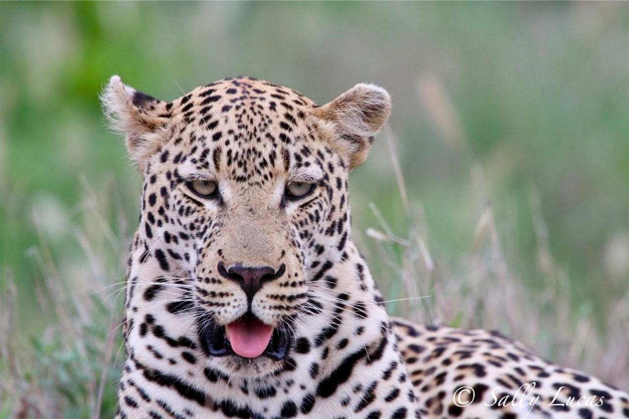Willa Pungwe Safari Camp Manyeleti Game Reserve Zewnętrze zdjęcie