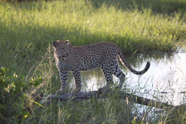 Willa Pungwe Safari Camp Manyeleti Game Reserve Zewnętrze zdjęcie